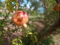 Granatapfel 