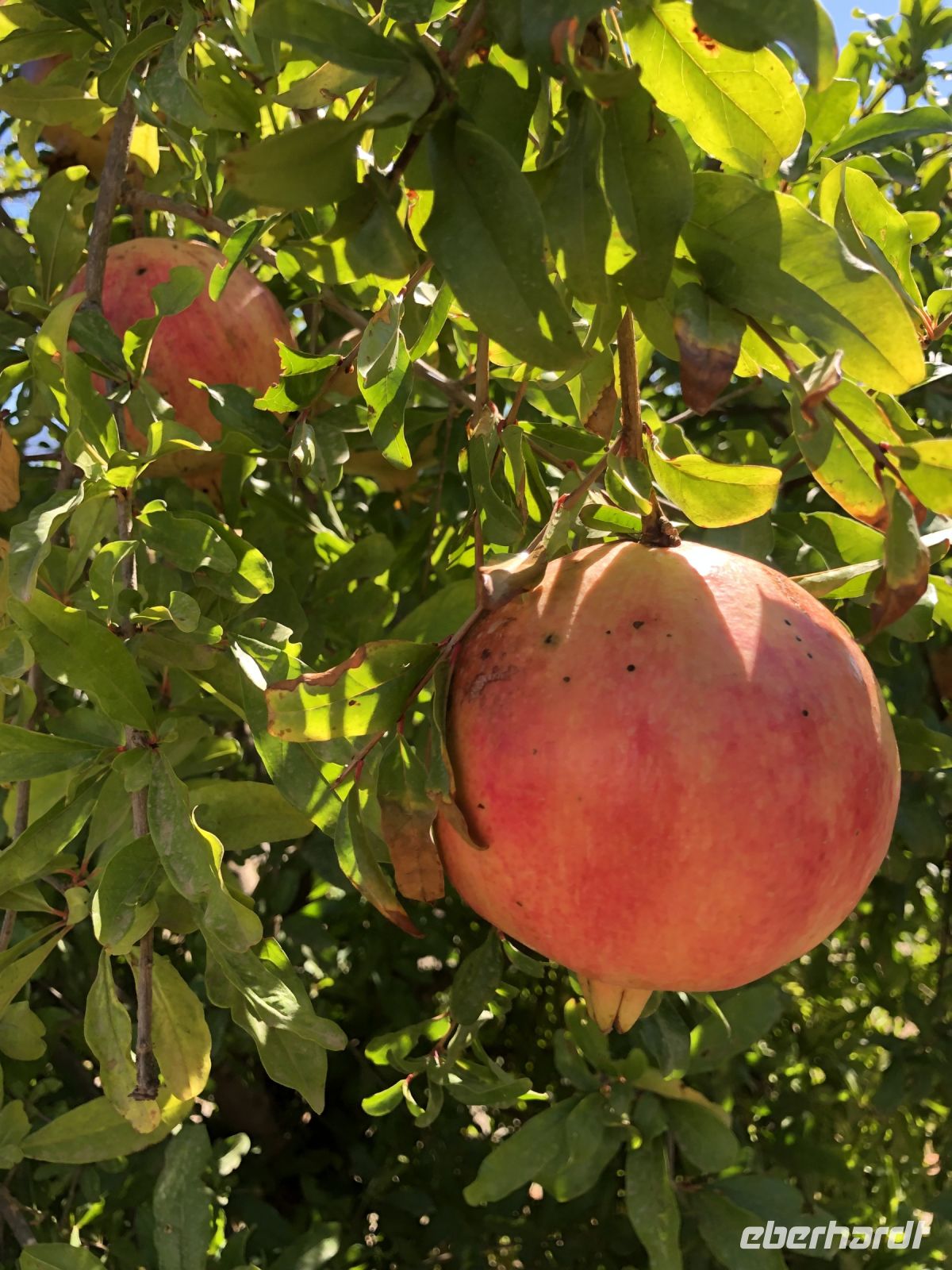 Granatapfel