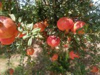 Granatapfelbaum 