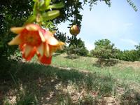 Granatapfelbaum