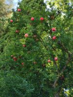 Granatapfelbaum