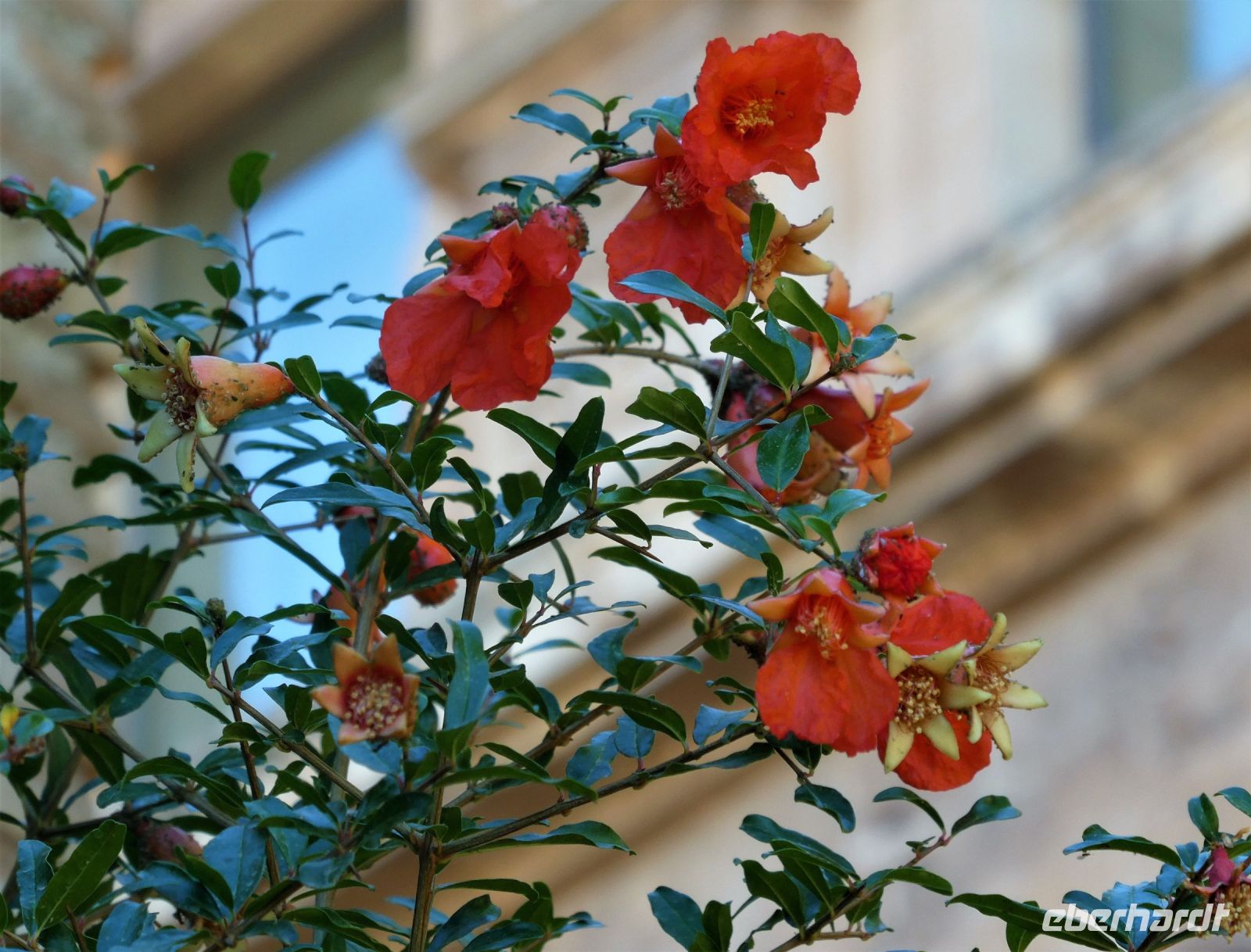 Granatapfelblüte
