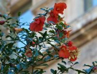 Granatapfelblüte