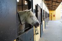 Hengst
