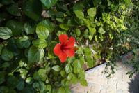 Hibiskusblüte