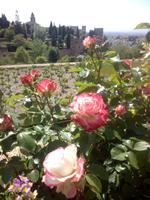 Im Generalife-Garten der Alhambra