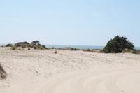 In den Dünen des Coto de Doñana