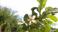Juanito Orange - Blume