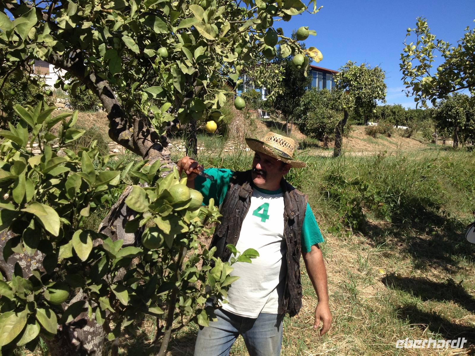 Juanito Orange