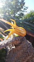 Juanito Orangenplantage Hand des Buddha