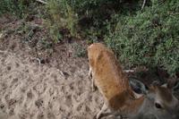 Junger Bock