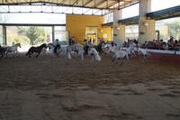 Los Cartujanos