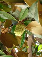 Magnolia-Baum