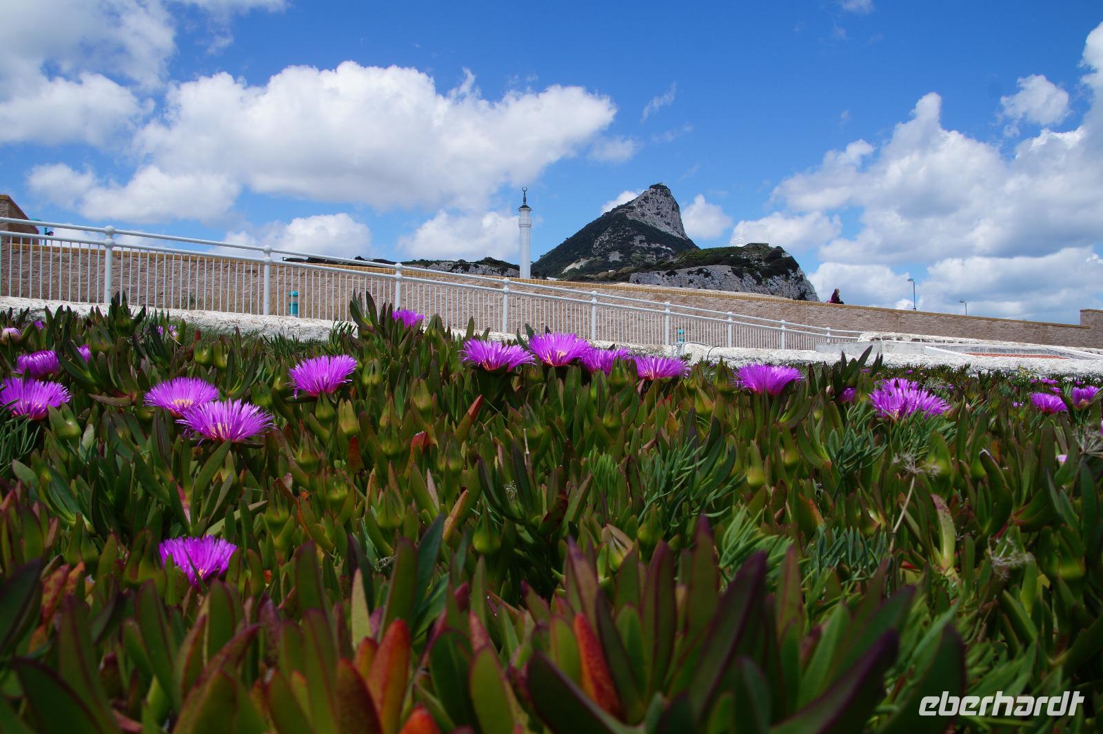 Mittagsblumen