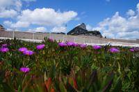 Mittagsblumen