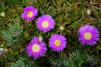 Mittagsblumen