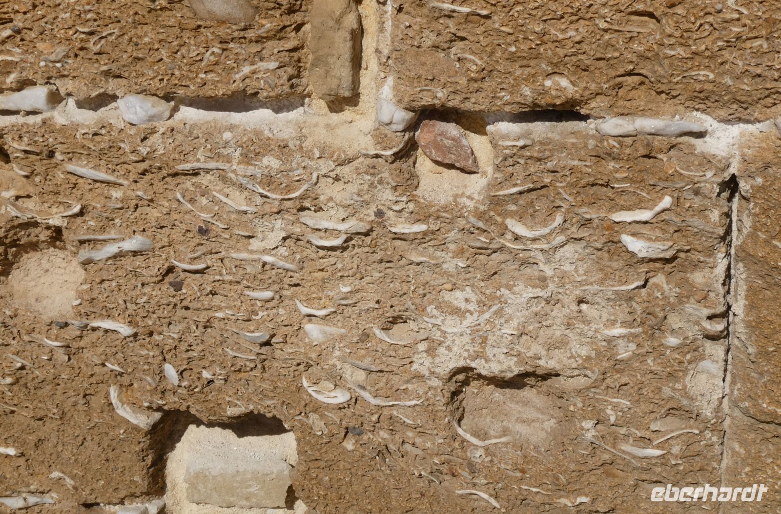 Muschelkalk im Gestein