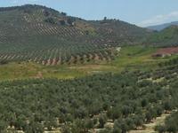 Olivenplantagen