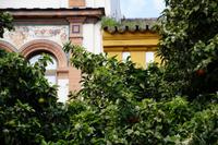 Orangenbäume und Fassadenmalereien, Plaza de Doña Elvira, Sevilla