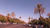 Palmen-alle Sevilla 