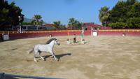 Pferde und Flamenco1