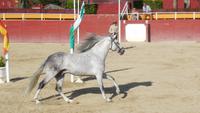 Pferde und Flamenco18