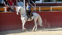 Pferde und Flamenco31