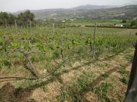 Rebberg bei Ronda