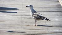 Segelboot-Tour (3)