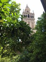 Sevilla43