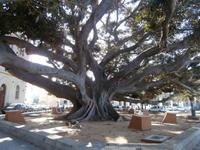 Uralt Baum Cadiz