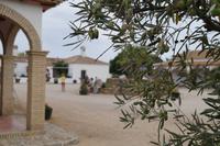 Weingut mit Oliven