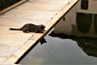 die Katze, ein 