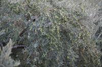 erntefreife Oliven