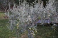 erntefreife Oliven
