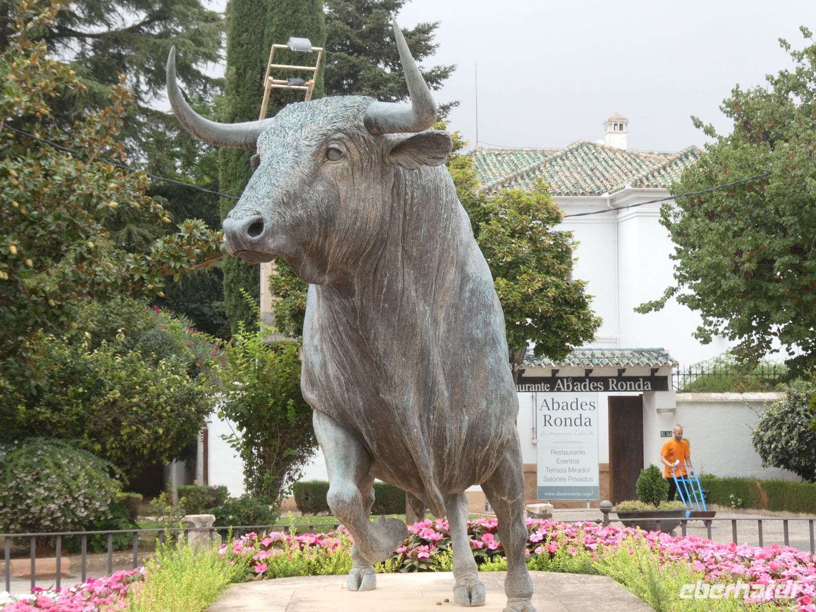 kraftvoller Stier