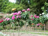 prachtvolle Blumen
