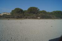 verwildertes Pferd