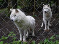 Wolfsfarm
