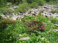 Alpenrosen im Vall de Sorteny