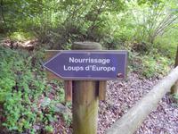 Zu den europäischen Wölfen