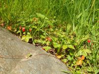 Wild wachsende Erdbeeren