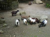 Streichelzoo im Wolfspark