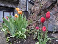 Frühling erwacht