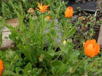 Frühling erwacht