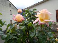 Frühling erwacht
