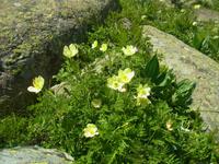 Gelbe Anemonen