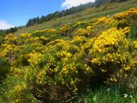 Ginster in Andorra
