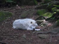 Schlafender Wolf