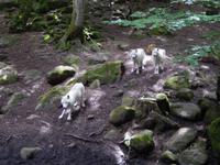 Wolfsfütterung